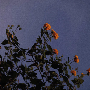 见仍头走秀视频观看方式有哪些
